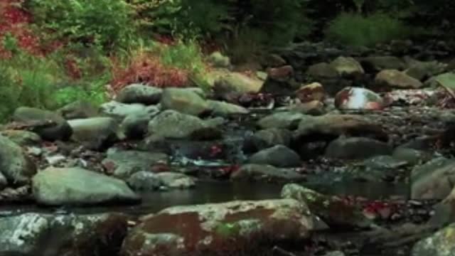 Relaxing River and Nature Sounds