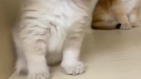 OMG So Cute ♡ Best Funny Cats and Dogs