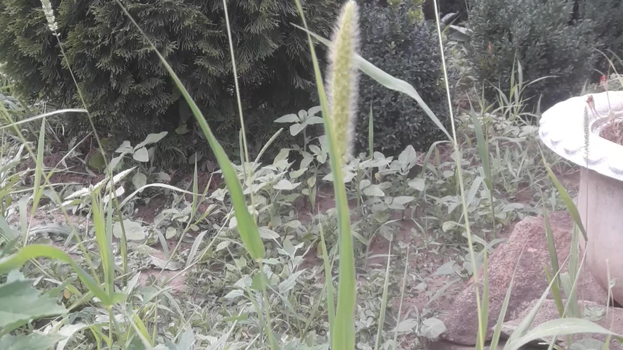 Green spikelets