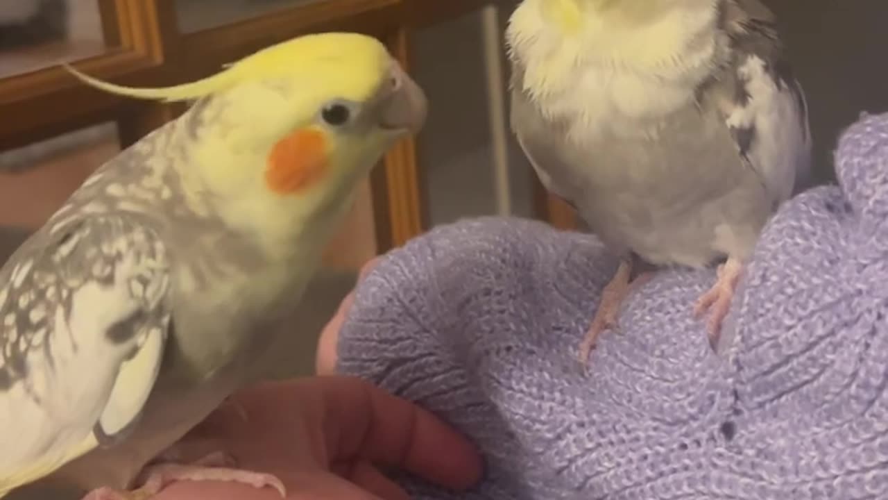 Funny cockatiel macaw parrot bird, love story