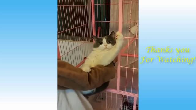 2 mins 31 seconds of the cutest, funniest cats