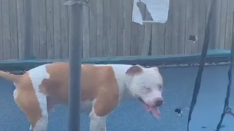 He Looks so happy 😂🥰