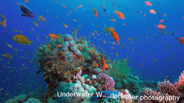 Underwater World Underwater photography