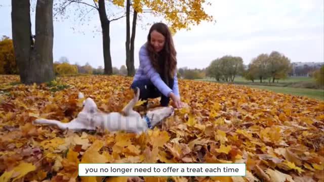 5 Easy Tricks You Can Teach Your Dog From The Comfort Of Your Own Home