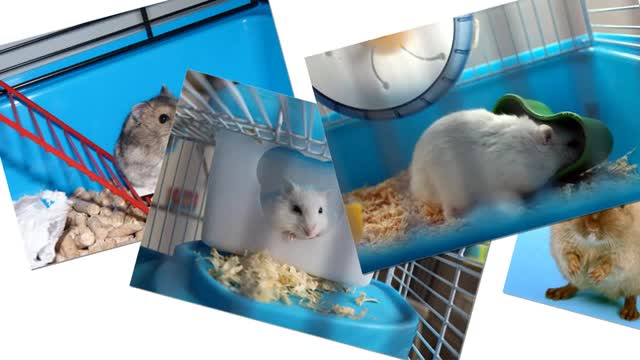 30 reasons you should get a hamster