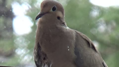 Dove