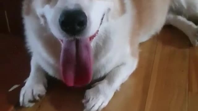 My doggy Welshcorgi tired After Exercise