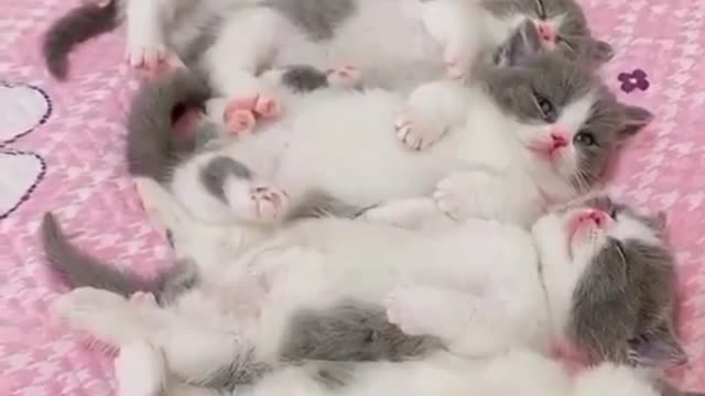Sleepy kingdom.