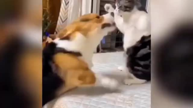 cat is playing with dog