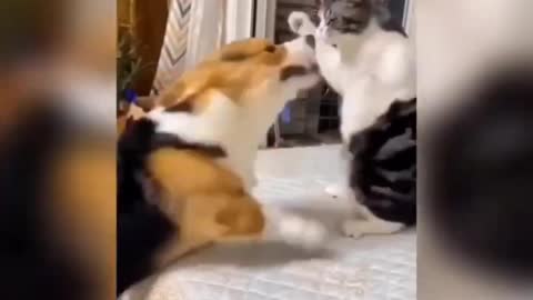 cat is playing with dog