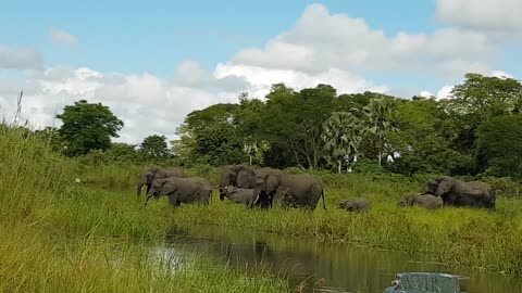 Monster Croc vs Elephant