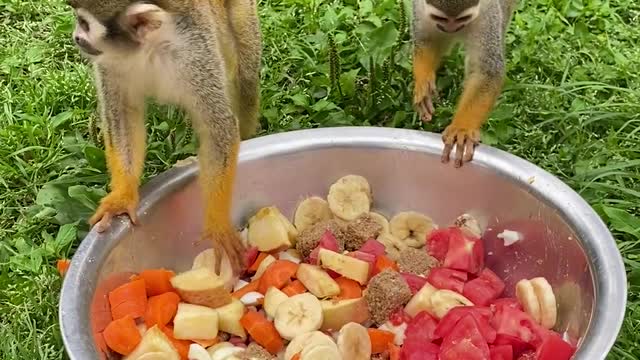 Lunch for the monkey