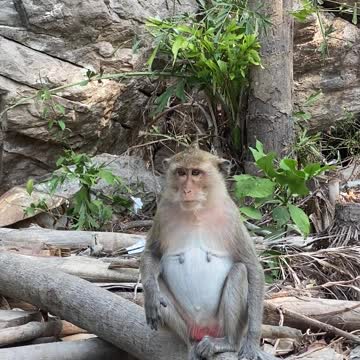 Monkey Sitting on the Log