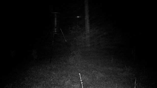 Ghost in the woods