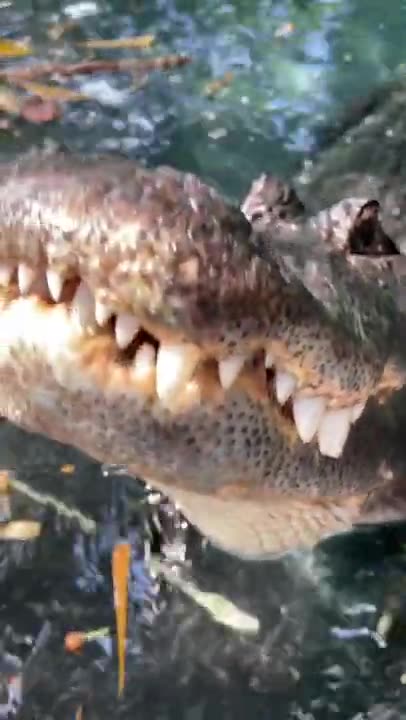 alligator roaring! wow