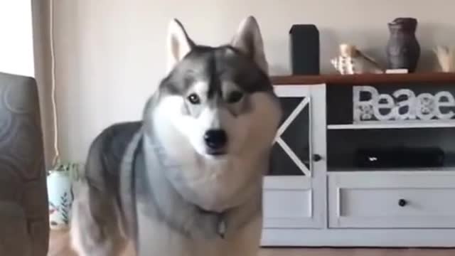 Huskies being dramatic