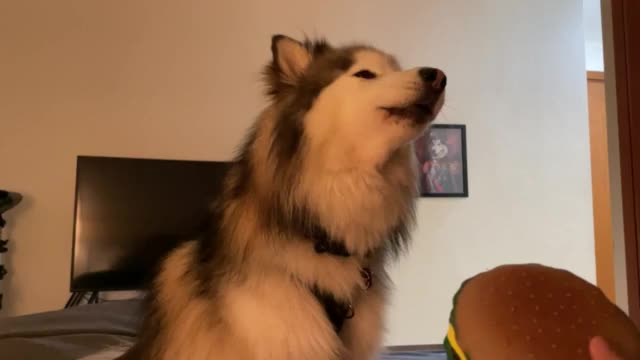 Husky howls louder each time squeaky toy makes noise 00:15