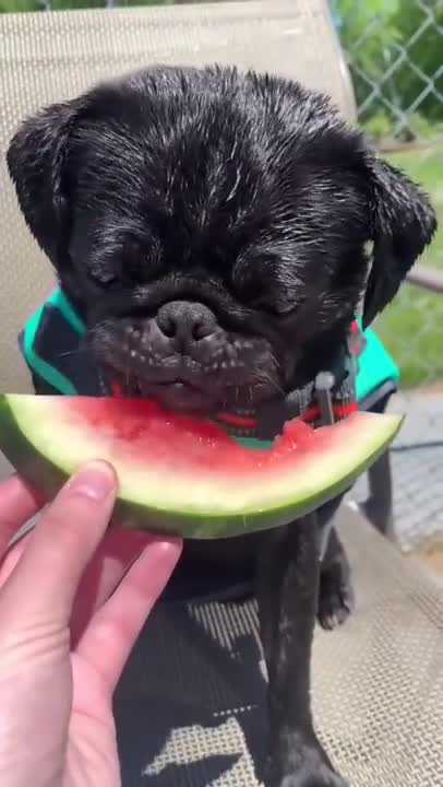 Fruits & veggies for dogs! 🥰 # dog food #best dog food #usa #homemade dog