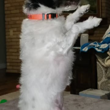 Milli is a Pretty Girl