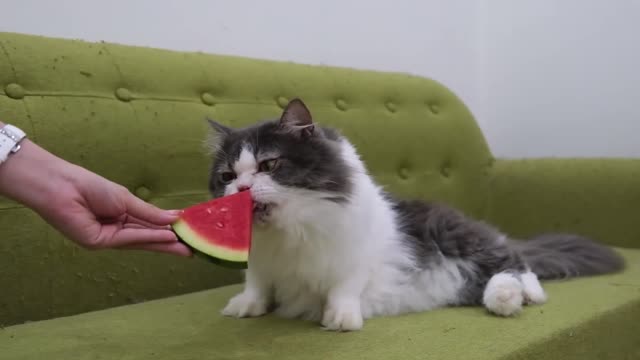 Funny Cats vs Watermelon 🤣 Funniest Cat Videos 🤣