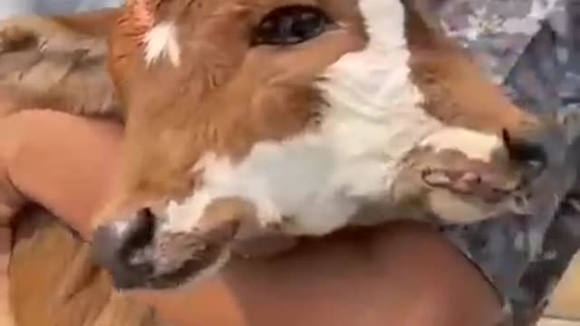 Two-faced cow baby.