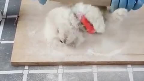 Baby dog massage