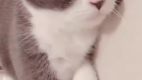 This cat's eyes are so scary! far from it.