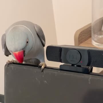 Funny parrot argues with his human