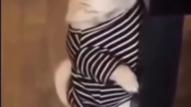 Funny and cute dog videos