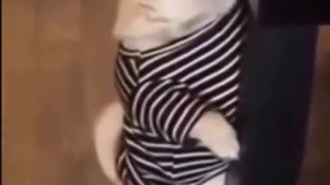 Funny and cute dog videos