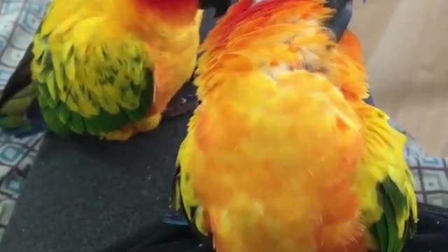 A Bird Fall In Sleep (Funny)