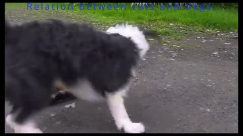 cats are playing with funny.