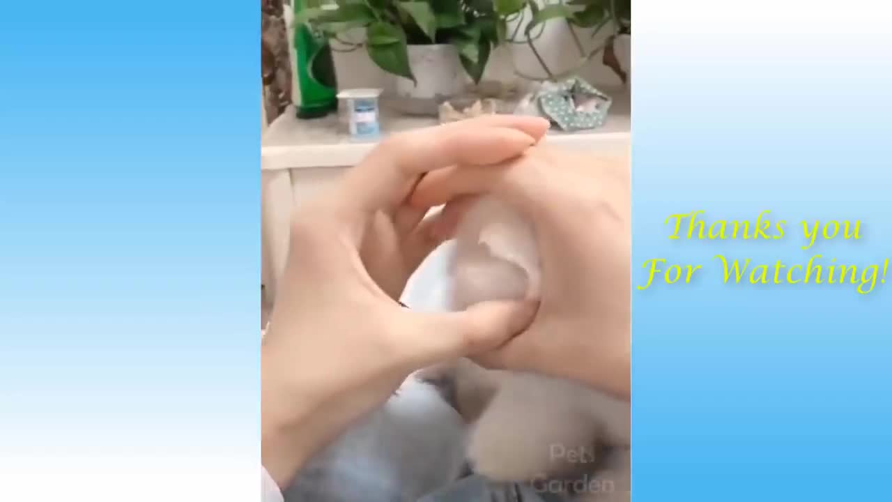 My Cute Puppy Fits In My Hands