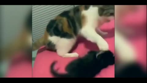 Funny pets (Crazy about Super cats )