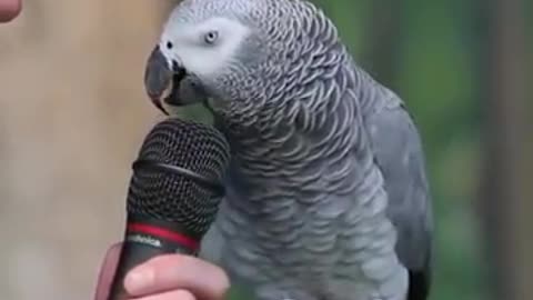 Einstein talking parrot