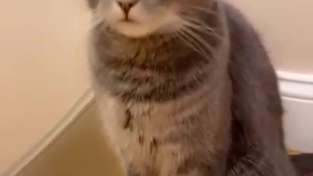 Funniest tiktok eye filter | this cat is dope | Funny cat video 🐱 h