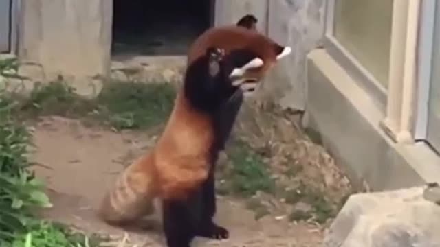 Red panda encounters a stone