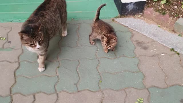 Take a walk with a cute kitten and mother.