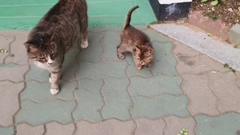 Take a walk with a cute kitten and mother.