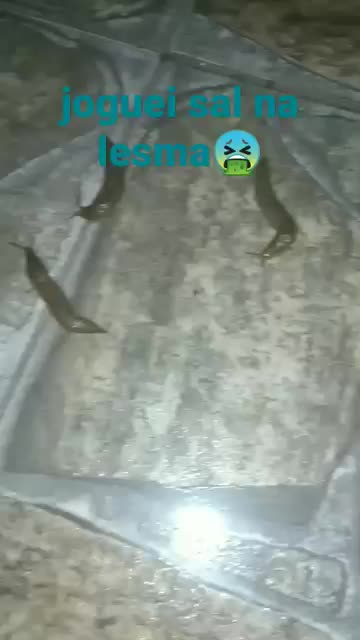 Muita Lesma no Quintal de casa //