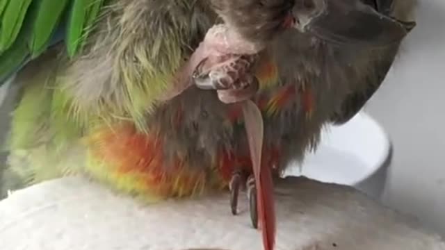 Genius parrot uses tools to scratch himself, brasileiro