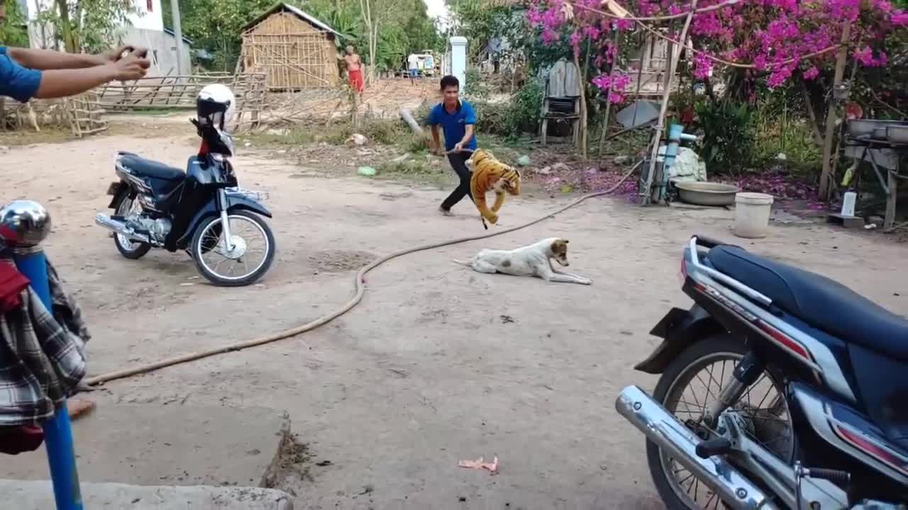 this is a Fake tiger prank dog funny video