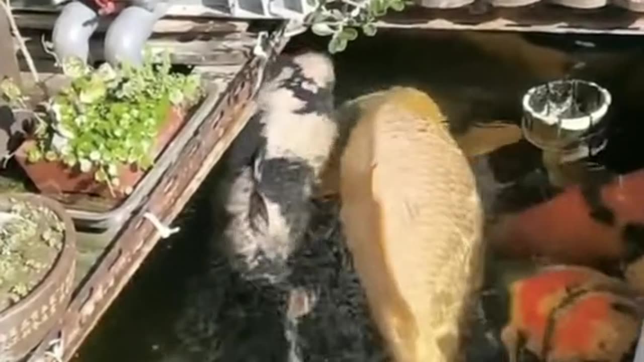 Japan Is Awesome 😱😱😱 #Viral #Fish #Koi #Japan