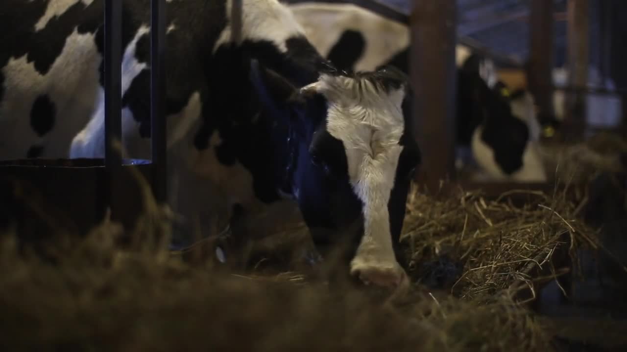 Cows on Farm. Black and white cows eating hay in the stable. Barn. Cowshed