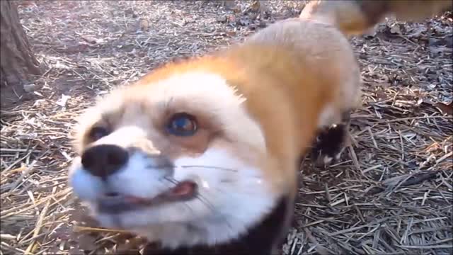 Adorable Baby Fox Pups Playing CUTEST