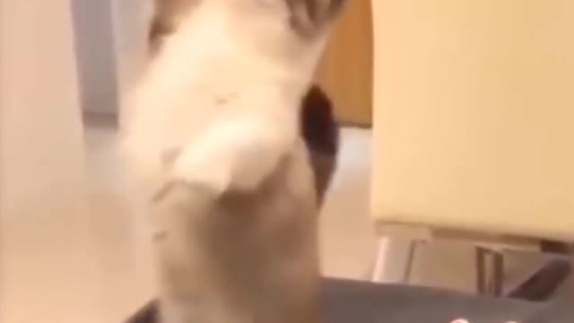 Cute Funny cat