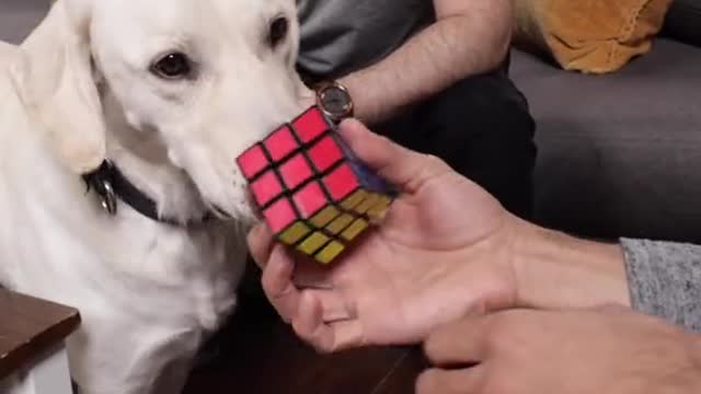 Is this the smartest dog in the world? Zachking.