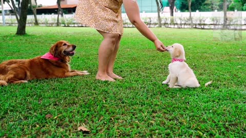 Woman Feeding a Puppy (4)