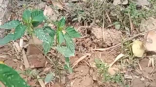 A plot of land mined next to his house grows Chili peppers