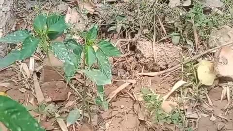 A plot of land mined next to his house grows Chili peppers